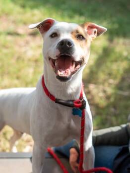Zircon -  Mixed Breed Dog for Adoption in Chamblee, Georgia - Zircon | PetCurious