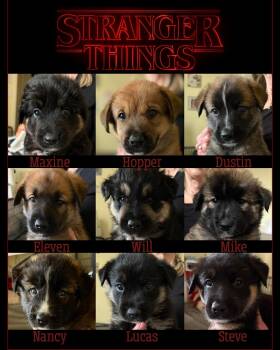 Corgi and Shepherd Dogs Available for Adoption - Stranger Things Puppies | PetCurious