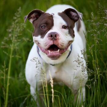 Ali -  Pit Bull Terrier Dog for Adoption in Chicago, Illinois - Ali | PetCurious
