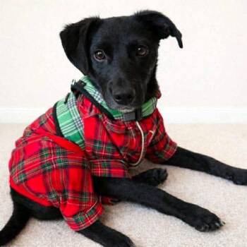 Chihuahua and Australian Shepherd Dogs Available for Adoption - Maggie | PetCurious