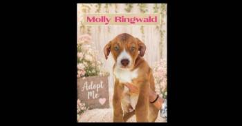 ALLY SHEEDY -  Labrador Retriever and American Staffordshire Terrier Dog for Adoption in Richmond, Texas - ALLY SHEEDY | PetCurious