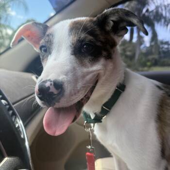 Oliver -  Australian Cattle Dog Blue Heeler Dog for Adoption in Melbourne, Florida - Oliver | PetCurious