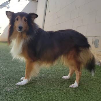 Bacardi -  Shetland Sheepdog Sheltie Dog for Adoption in Rock Hill, South Carolina - Bacardi | PetCurious