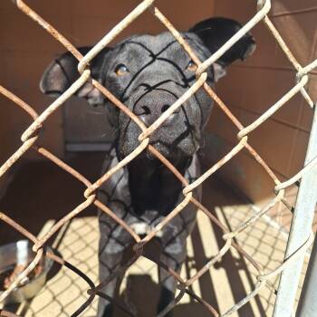 Rescue Pit Bull Terrier Dogs for Adoption in Gautier, Mississippi - Triscuit | PetCurious