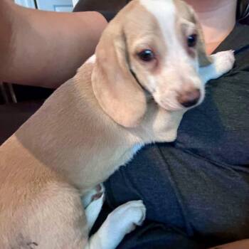 Bo Peep -  Beagle Dog for Adoption in Lewisville, Indiana - Bo Peep | PetCurious