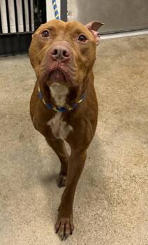 Buck -  Pit Bull Terrier Dog for Adoption in Cleveland, Ohio - Buck | PetCurious