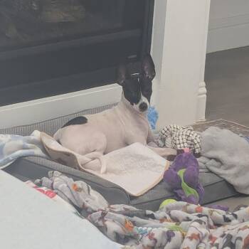 Jackson -  Rat Terrier Dog for Adoption in Dallas, Texas - Jackson | PetCurious