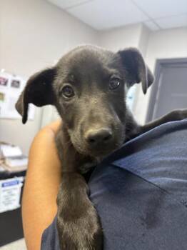 German Shepherd Dog and Mixed Breed Dogs Available for Adoption in Visalia, California - A252769 | PetCurious