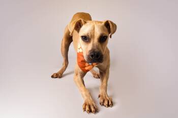 Socket -  Black Mouth Cur Dog for Adoption in Plaquemine, Louisiana - Socket | PetCurious