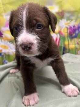 Standard Poodle and American Staffordshire Terrier Dogs Available for Adoption in San Antonio, Texas - Saloon | PetCurious