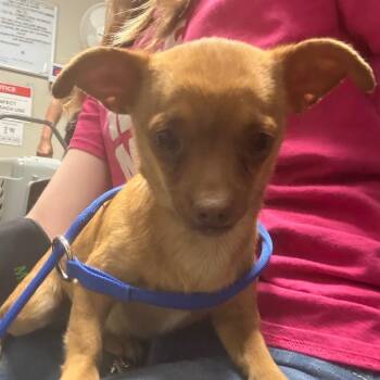 Chihuahua Dogs Available for Adoption in Yuma, Arizona - Dr. Pepper | PetCurious