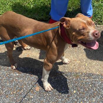 Gunther -  Terrier and Mixed Breed Dog for Adoption in Montgomery, Alabama - Gunther | PetCurious