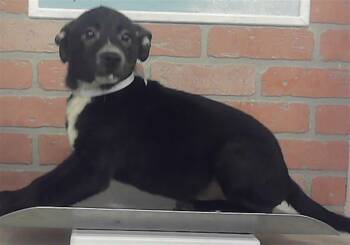 A2084015 -  Labrador Retriever Dog for Adoption in Houston, Texas - A2084015 | PetCurious
