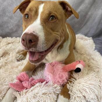 Honey -  Pit Bull Terrier Dog for Adoption in Salinas, California - Honey | PetCurious
