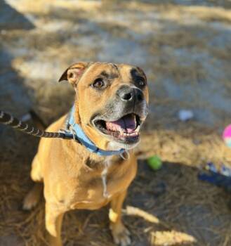 Rescue Labrador Retriever and Rottweiler Dogs for Adoption in Lacey Township, New Jersey - Deuce | PetCurious