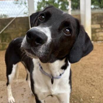Birdie -  Mixed Breed Dog for Adoption in Bentonville, Arkansas - Birdie | PetCurious