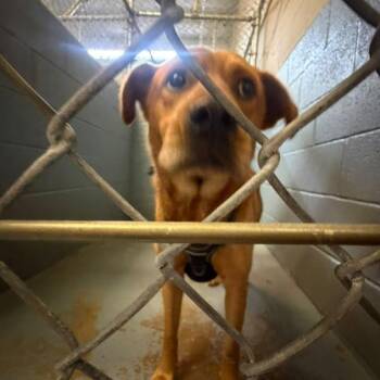 Brownie Points -  Mixed Breed Dog for Adoption in Gadsden, Alabama - Brownie Points | PetCurious