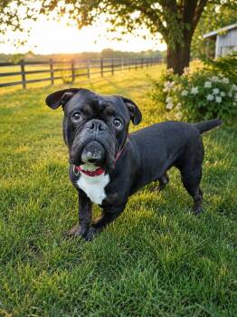 Angus -  American Bully Dog for Adoption - Angus | PetCurious