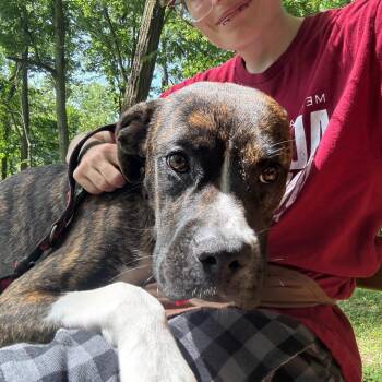 Farkle -  Mixed Breed Dog for Adoption in Edwardsville, Illinois - Farkle | PetCurious