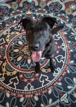 Lady -  Black Labrador Retriever Dog for Adoption in Denison, Texas - Lady | PetCurious
