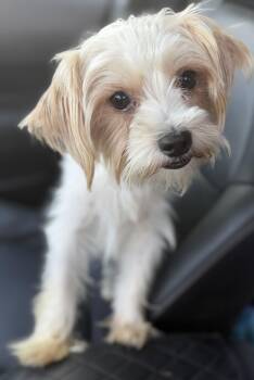 Simon -  Yorkshire Terrier Dog for Adoption in Yuba City, California - Simon | PetCurious