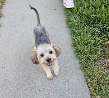 Luna -  Yorkie Poo Dog for Adoption - Luna | PetCurious