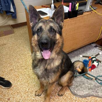 German Shepherd Dog Dogs Available for Adoption in Chehalis, Washington - Ace | PetCurious