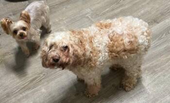 Rosalina -  Poodle Dog for Adoption in Matthews, North Carolina - Rosalina | PetCurious