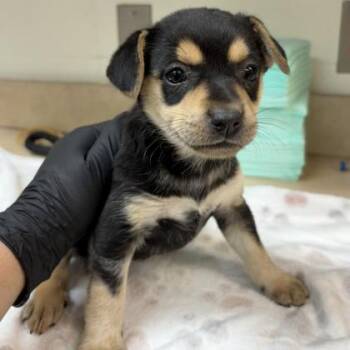 Chihuahua Dogs Available for Adoption in Houston, Texas - Julissa | PetCurious