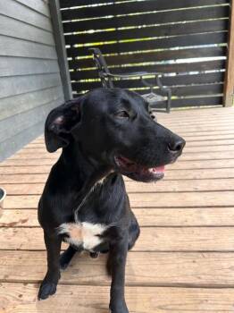 Pip -  Labrador Retriever Dog for Adoption in New Bedford, Massachusetts - Pip | PetCurious