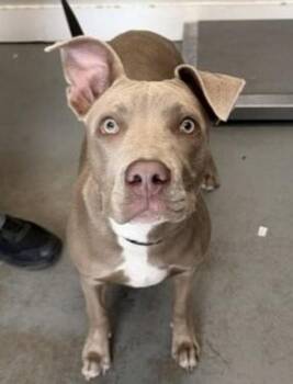 *Spring* -  Pit Bull Terrier and Labrador Retriever Dog for Adoption in Salt Lake City, Utah - *Spring* | PetCurious