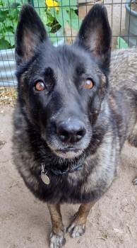 Bonnie -  Norwegian Elkhound Dog for Adoption in Carlsbad, California - Bonnie | PetCurious
