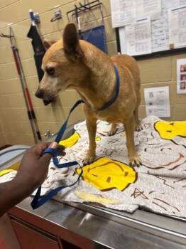 Zeus -  Chihuahua Dog Available for Adoption in Douglasville, Georgia - Zeus | PetCurious