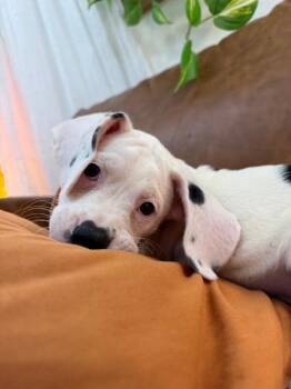 Strudel Pound Puppy -  Basset Hound Dog for Adoption in Friendswood, Texas - Strudel Pound Puppy | PetCurious