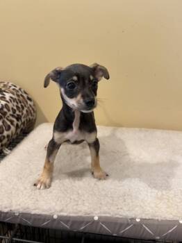 Pumpkin Pie -  Chihuahua Dog for Adoption in West Palm Beach, Florida - Pumpkin Pie | PetCurious