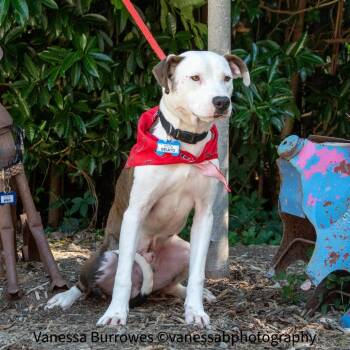 Gelato -  Pit Bull Terrier Dog for Adoption in Wake Forest, North Carolina - Gelato | PetCurious