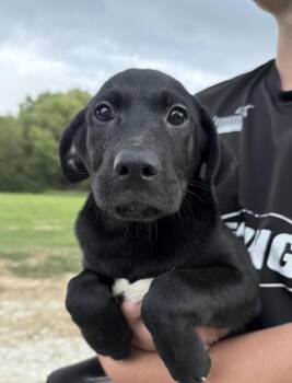 Twinkle -  Labrador Retriever and Beagle Dog for Adoption in Watertown, Connecticut - Twinkle | PetCurious