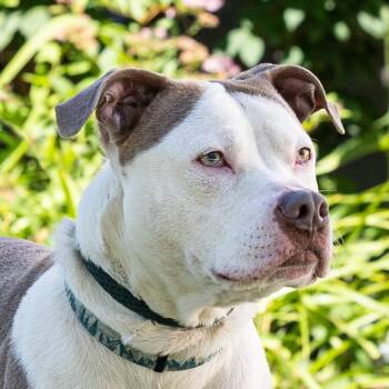 Zuko -  Pit Bull Terrier Dog for Adoption in Council Bluffs, Iowa - Zuko | PetCurious