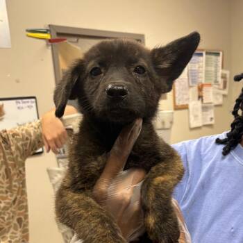 Buckwheat - 083106U -  Labrador Retriever and Mixed Breed Dog for Adoption in Tupelo, Mississippi - Buckwheat - 083106U | PetCurious