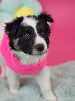 Shepherd and Cattle Dog Dogs Available for Adoption in Phoenix, Arizona - Eleanor Roosevelt | PetCurious