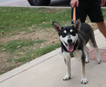 Cozmo -  Husky Dog for Adoption in Pflugerville, Texas - Cozmo | PetCurious