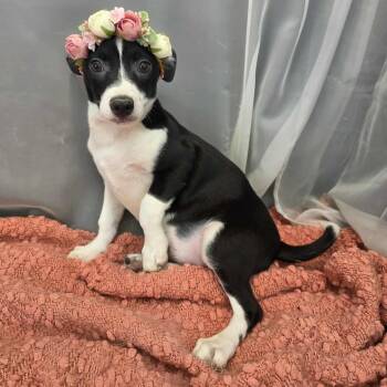 Chihuahua Dogs Available for Adoption in Foley, Alabama - Pixie | PetCurious
