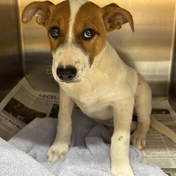 Terrier Dogs Available for Adoption in Hattiesburg, Mississippi - Sheba | PetCurious