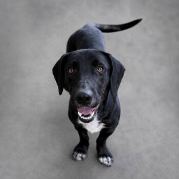 Foolery -  Basset Hound and Labrador Retriever Dog for Adoption in Hardeeville, South Carolina - Foolery | PetCurious