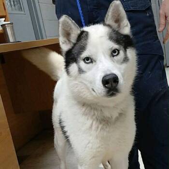 Husky and Mixed Breed Dogs Available for Adoption in Olathe, Kansas - Winston | PetCurious