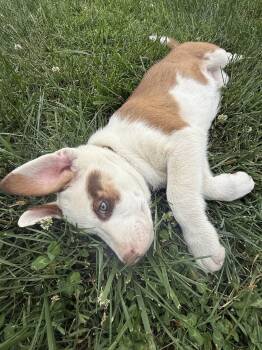 Australian Shepherd Dogs Available for Adoption in Nashville, Tennessee - Franklin | PetCurious