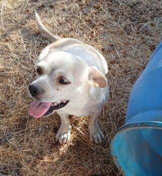 Rescue Mixed Breed Dogs for Adoption in Leander, Texas - Blondie | PetCurious