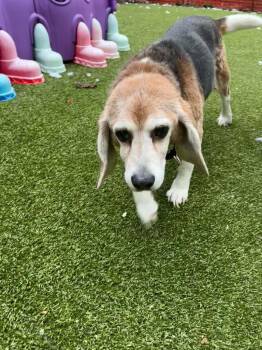 Beagle Dogs Available for Adoption in Liverpool, New York - Billy | PetCurious