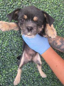 61210000 -  Terrier and Mixed Breed Dog for Adoption in El Paso, Texas - 61210000 | PetCurious