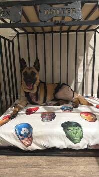 Rescue Belgian Shepherd Malinois Dogs for Adoption in Las Vegas, Nevada - BEAR | PetCurious